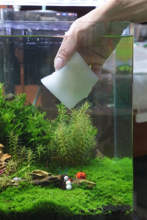 房間養魚破財|發大財不再是口號！養魚招財撇步學以致用